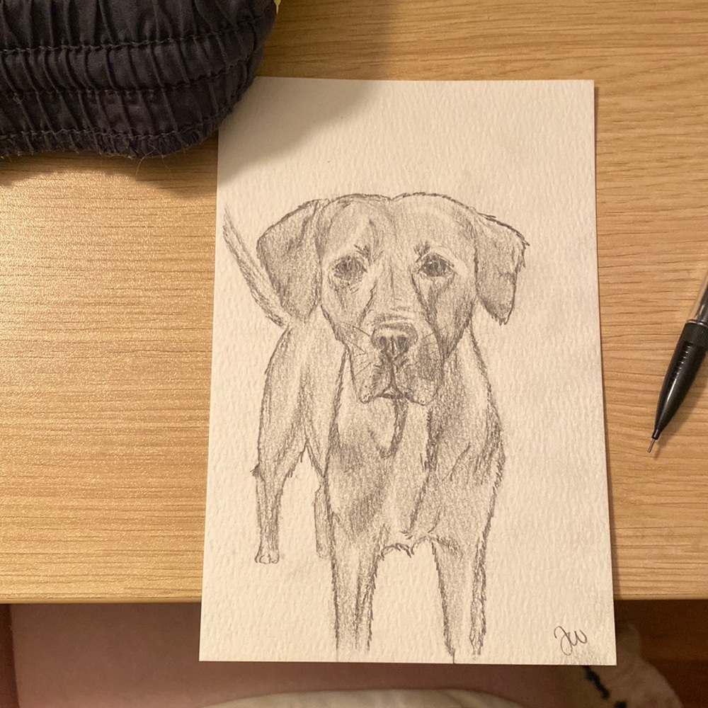 Dog drawing pencil